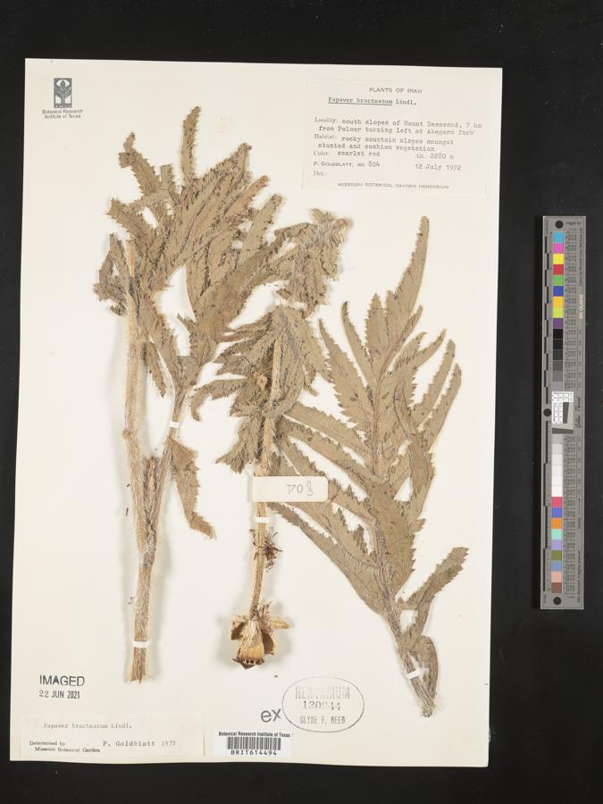 Papaver bracteatum image