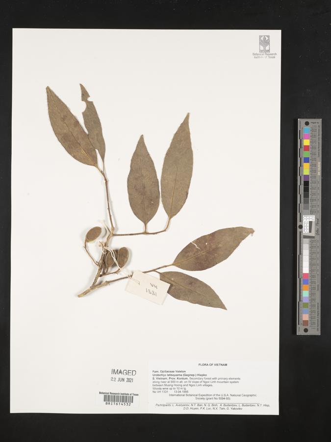 Opiliaceae image
