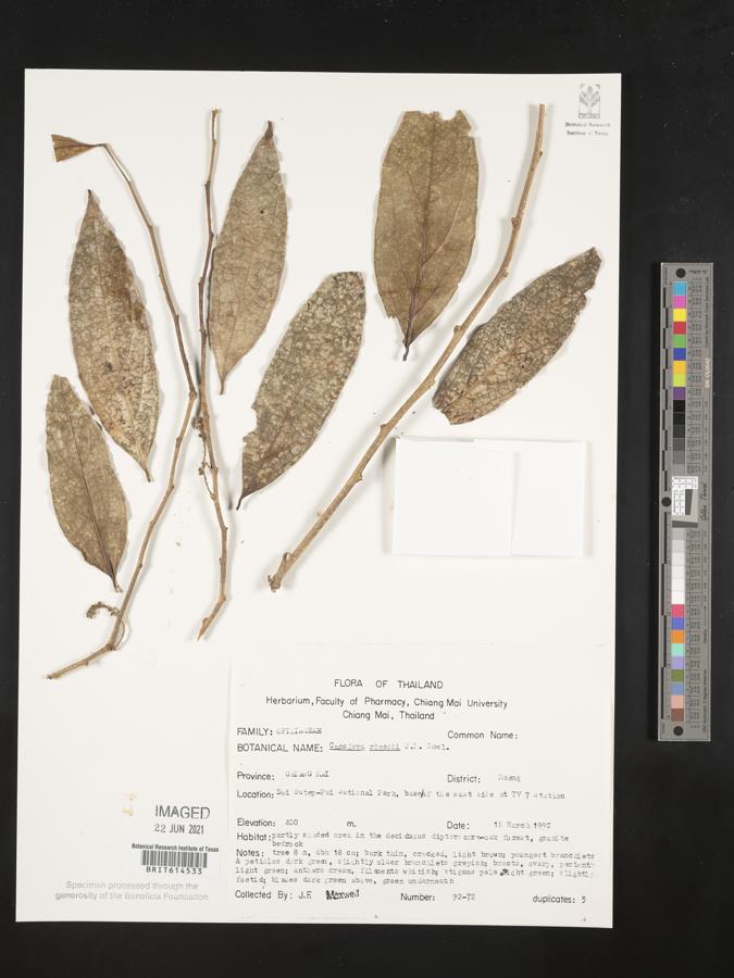 Cansjera image