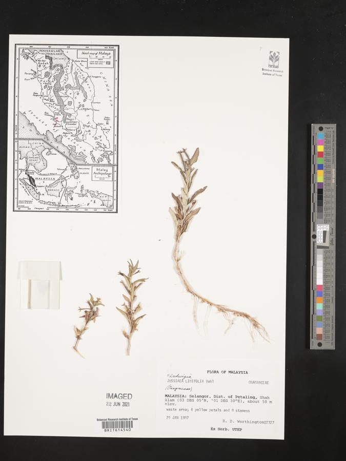 Ludwigia hyssopifolia image