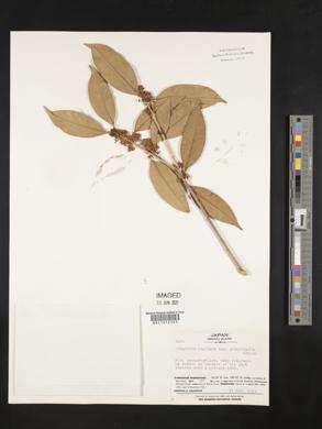 Osmanthus fragrans var. aurantiacus image