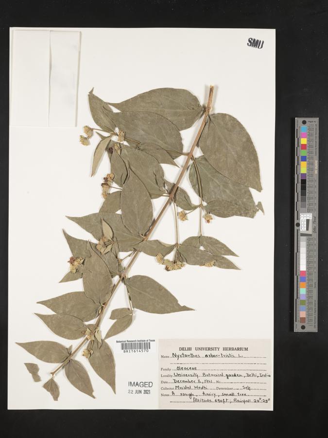 Nyctanthes arbor-tristis image