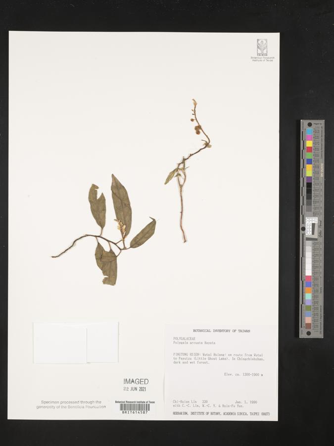 Polygala arcuata image