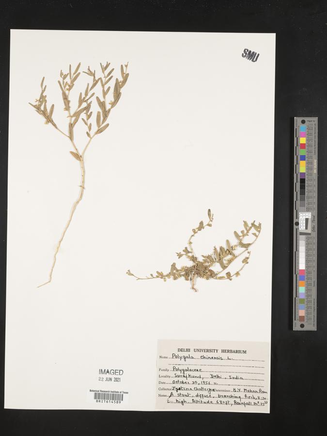 Polygala glomerata image