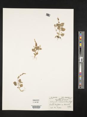 Polygala tatarinowii image