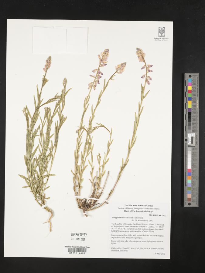 Polygala transcaucasica image