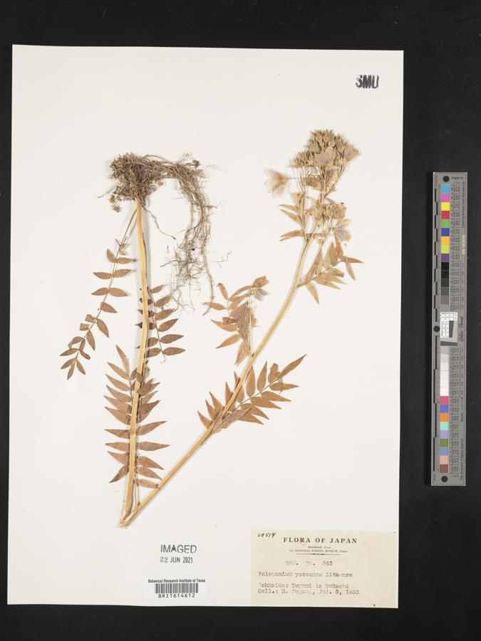 Polemonium caeruleum subsp. yezoense image