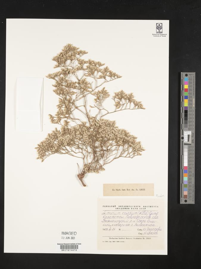 Limonium bellidifolium image