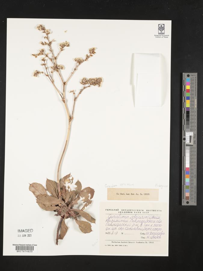 Goniolimon speciosum image