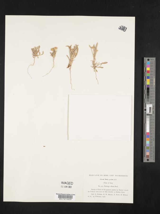 Plantago ciliata image