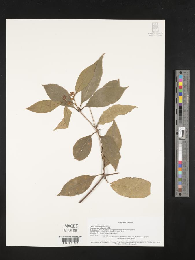 Pittosporum balansae image