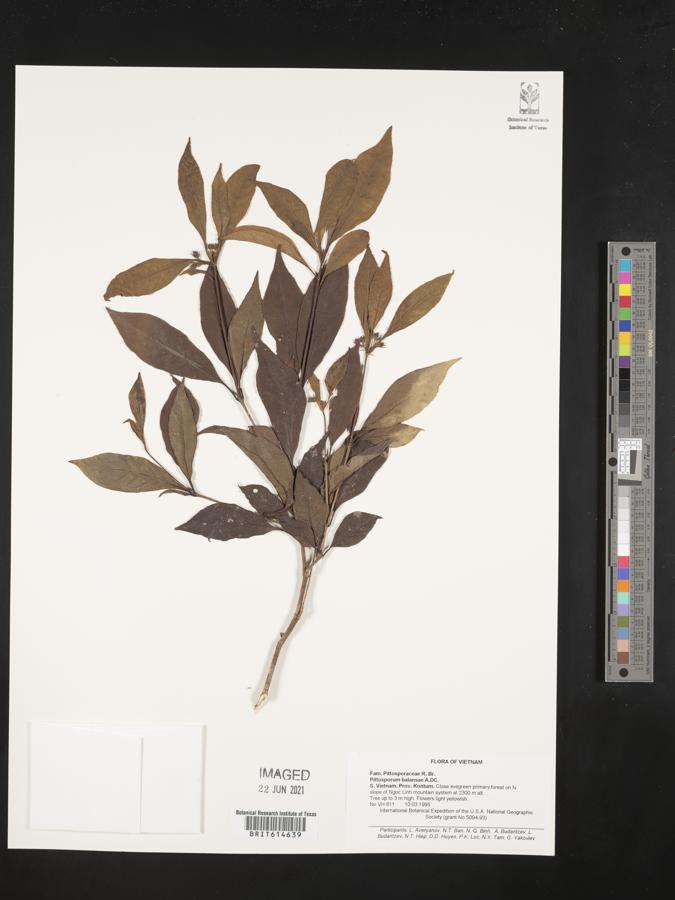 Pittosporum balansae image