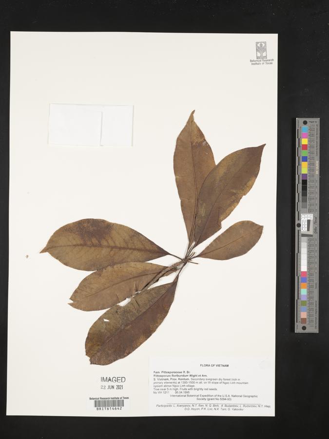 Pittosporum floribundum image