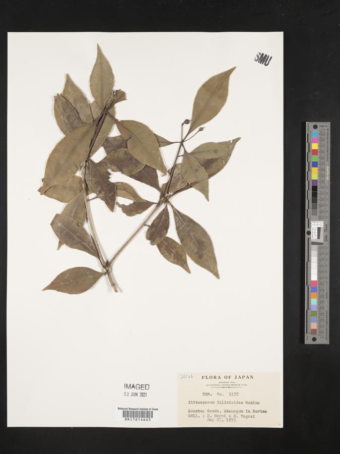 Pittosporum illicioides image