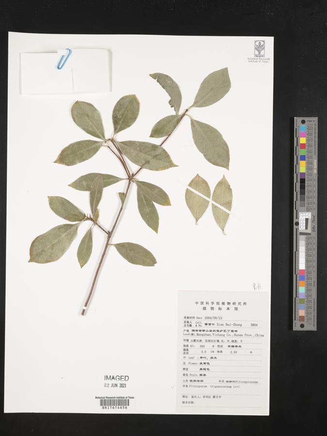 Pittosporum trigonocarpum image