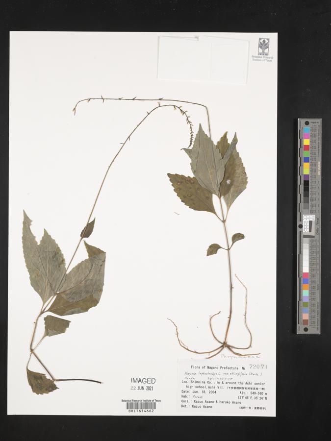Phryma leptostachya var. oblongifolia image