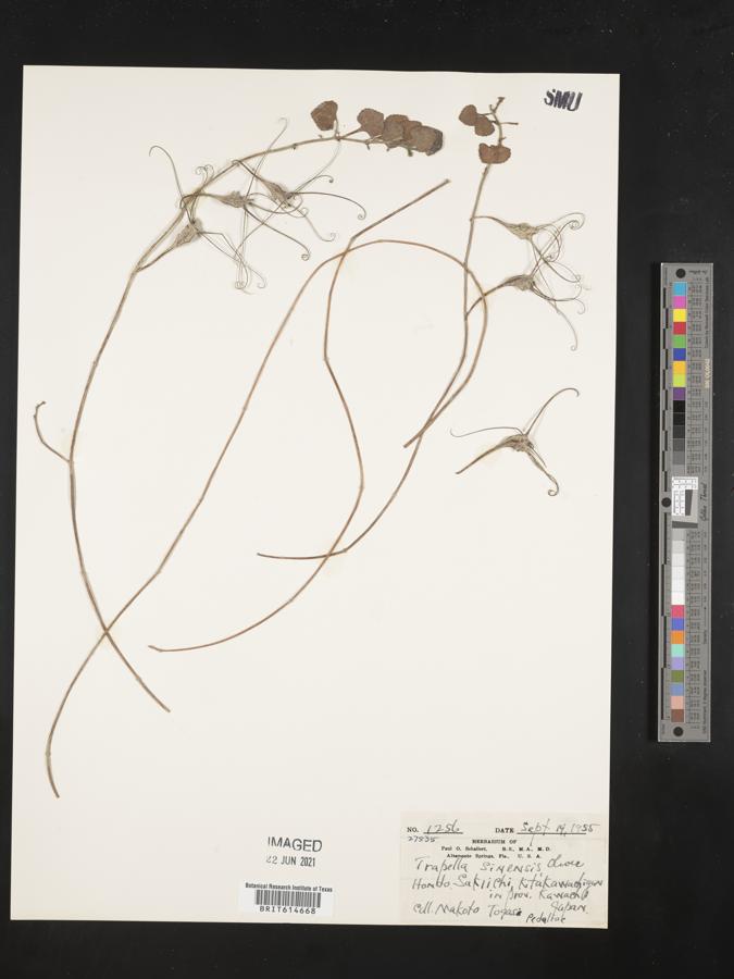 Trapella sinensis image