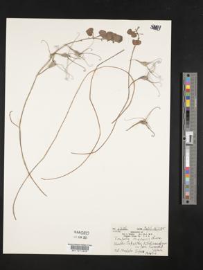 Image of Trapella sinensis