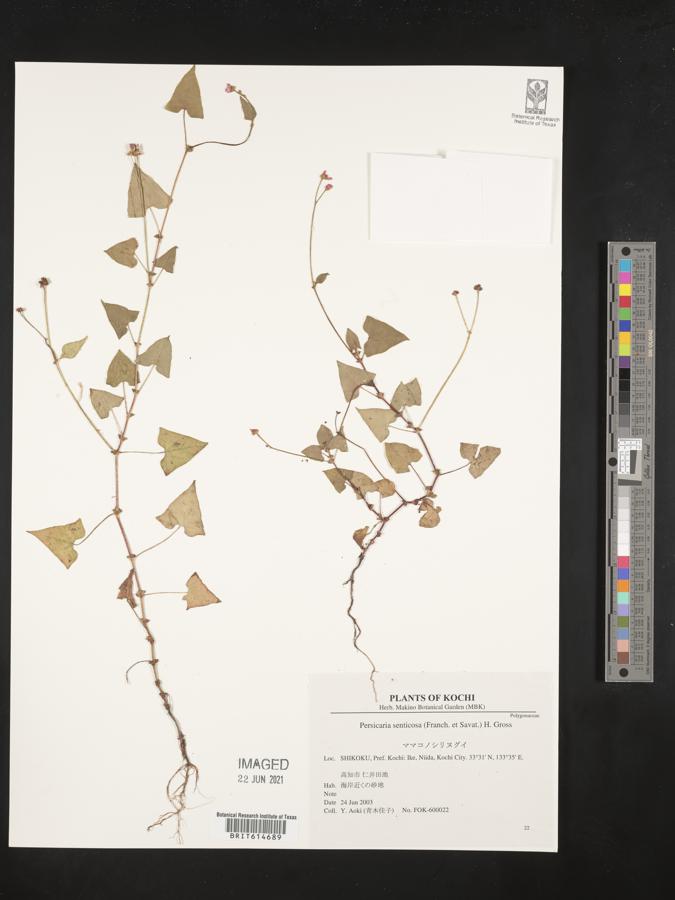 Persicaria senticosa image