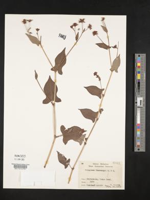 Polygonum thunbergii image