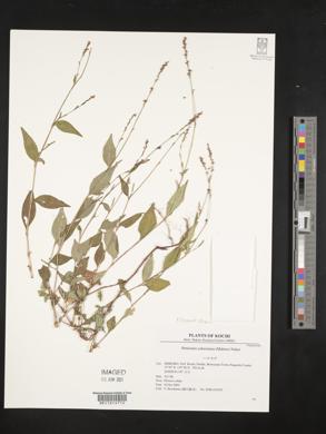 Persicaria posumbu subsp. posumbu image