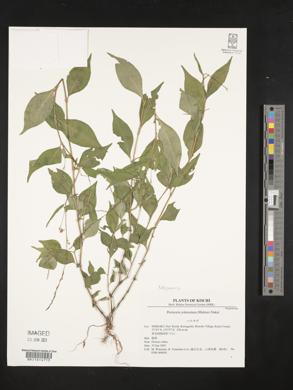Persicaria posumbu subsp. posumbu image