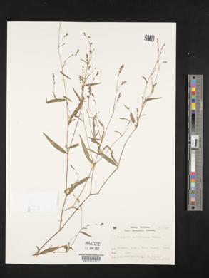 Image of Persicaria erectominor