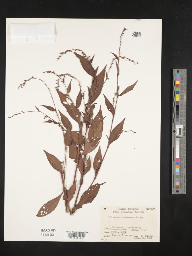 Persicaria pubescens image