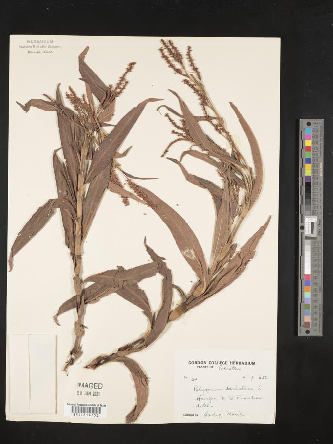 Polygonum barbatum image