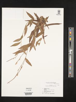 Persicaria odorata subsp. conspicua image