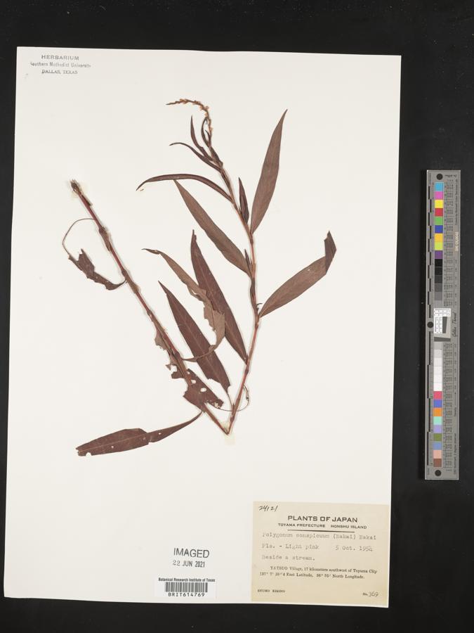 Persicaria odorata subsp. conspicua image