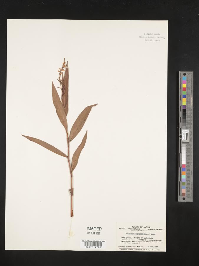 Persicaria odorata subsp. conspicua image