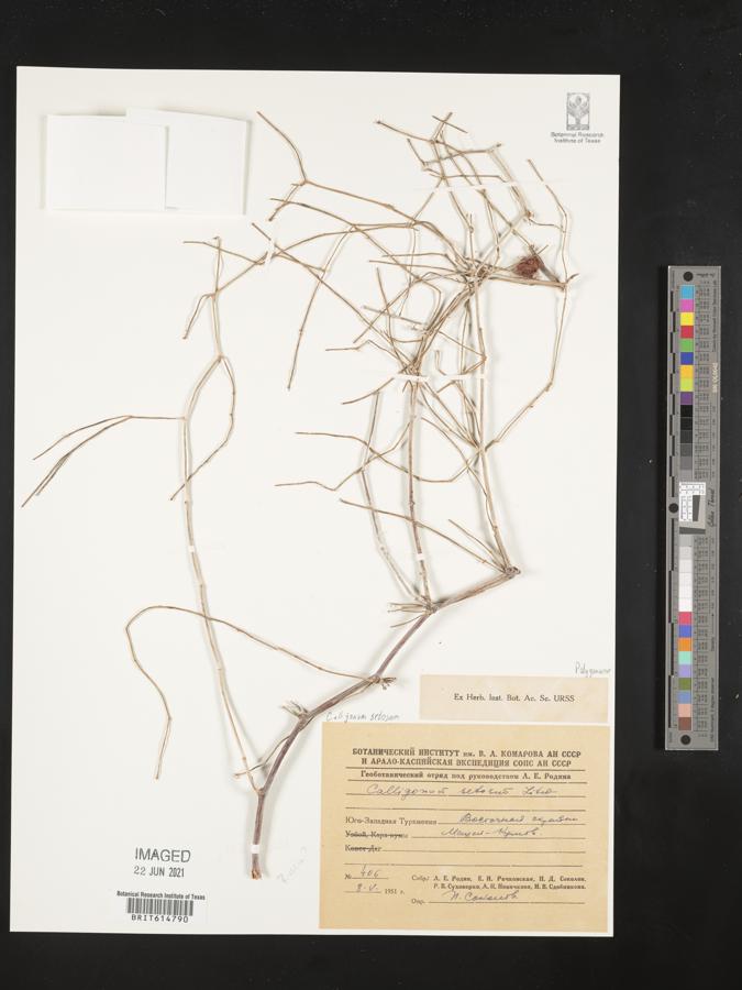 Calligonum setosum image