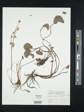 Caltha palustris var. palustris image
