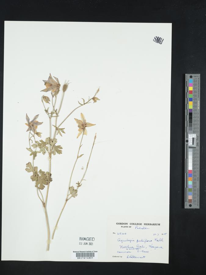 Aquilegia pubiflora image