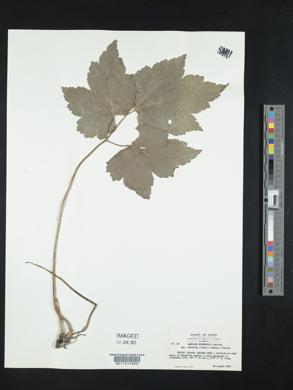 Eriocapitella japonica image