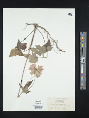 Eriocapitella japonica image