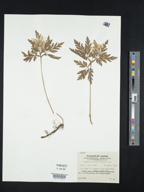 Anemone pseudoaltaica image