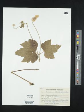 Anemone vitifolia image
