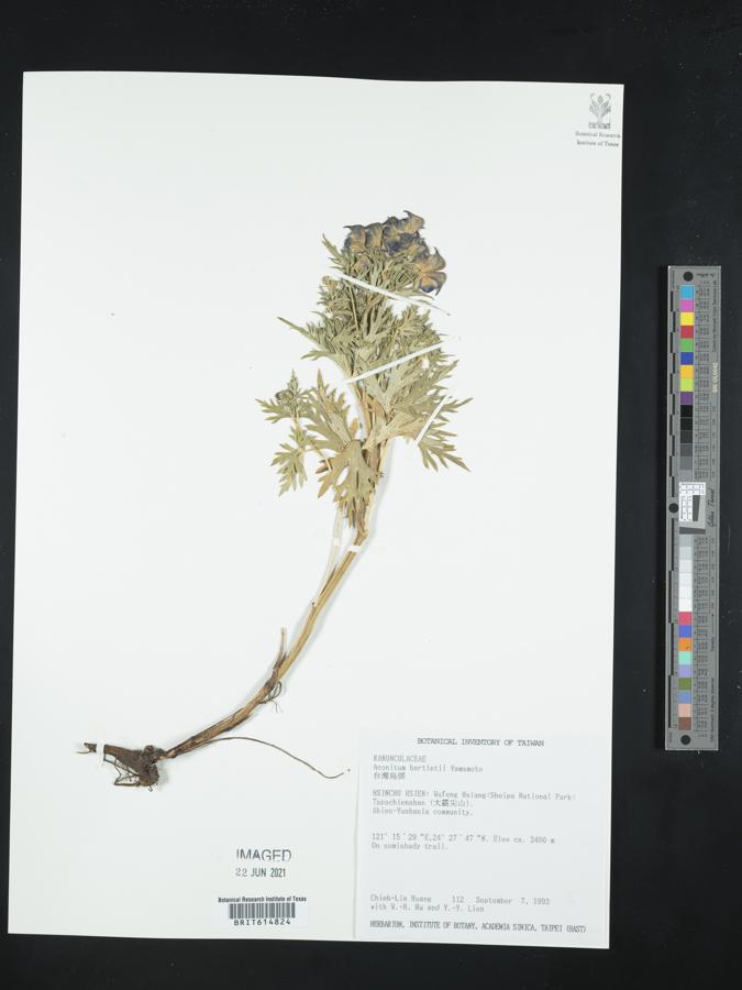 Aconitum fukutomei image
