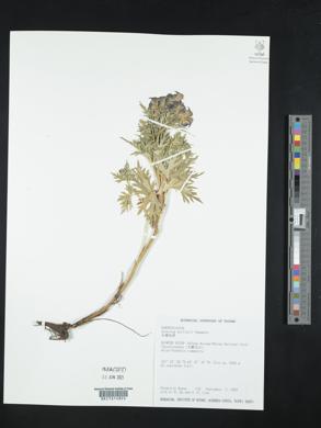 Image of Aconitum fukutomei