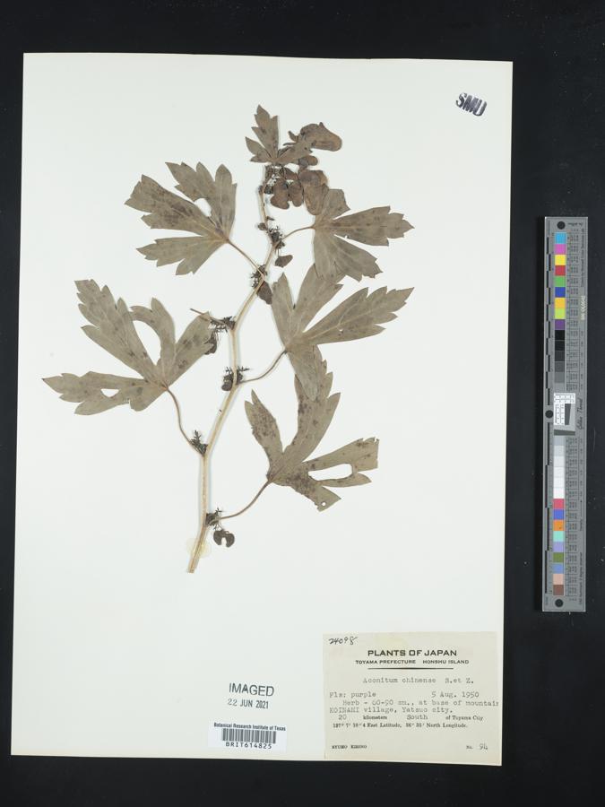 Aconitum fischeri image