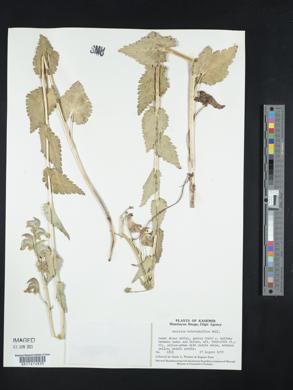 Aconitum heterophyllum image