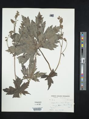 Image of Aconitum laeve
