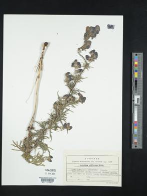 Image of Aconitum villosum