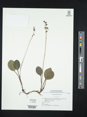 Pyrola japonica image