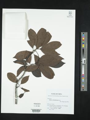 Helicia cochinchinensis image
