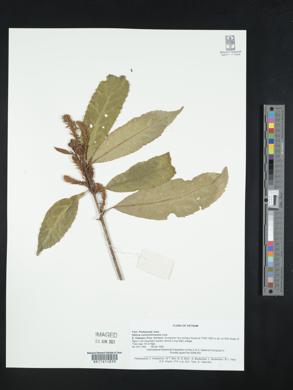 Helicia cochinchinensis image