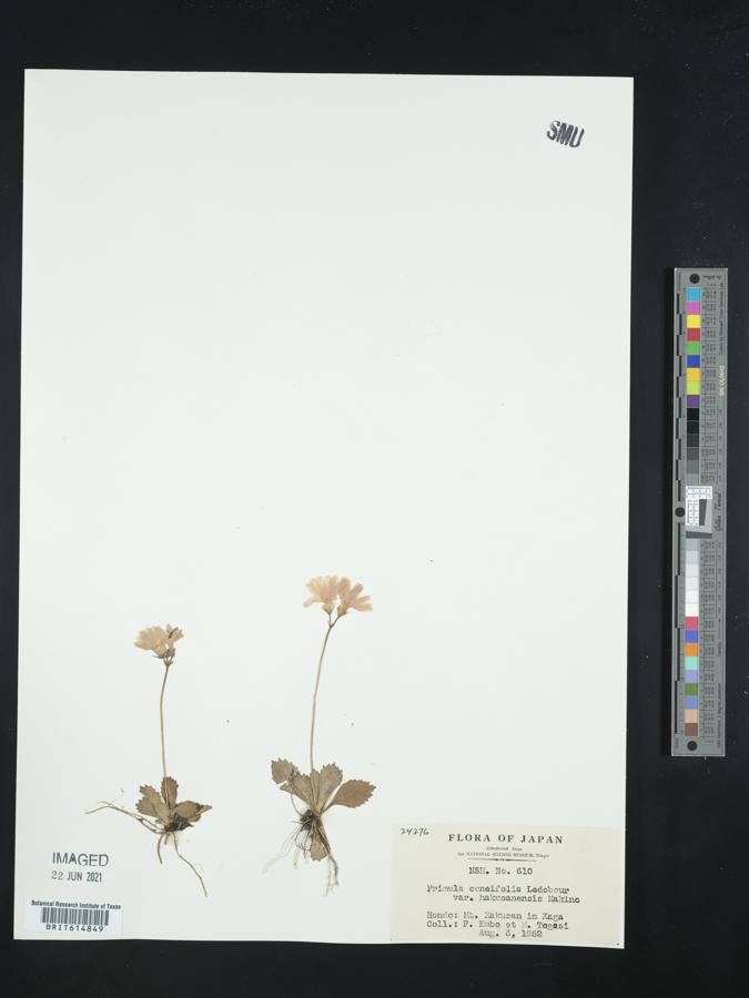 Primula cuneifolia var. hakusanensis image