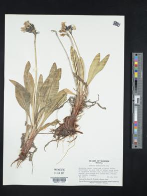 Primula macrophylla image